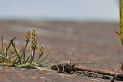 Plantago maritima juncoides
