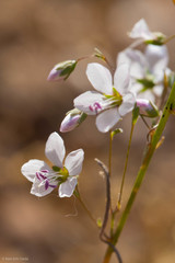 Hesperolinon spergulinum