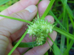 Carex cryptolepis