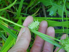 Carex cryptolepis