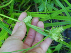 Carex cryptolepis