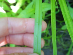 Carex cryptolepis