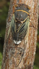 Diceroprocta semicincta