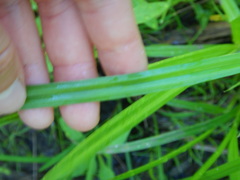 Carex cryptolepis