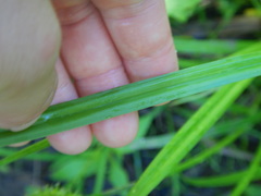 Carex cryptolepis