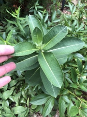 Asclepias syriaca