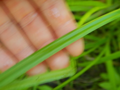 Carex cryptolepis
