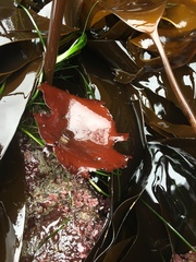 Constantinea simplex