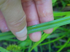 Carex cryptolepis