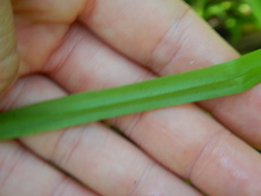 Carex cryptolepis