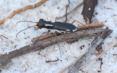 Cicindela scabrosa