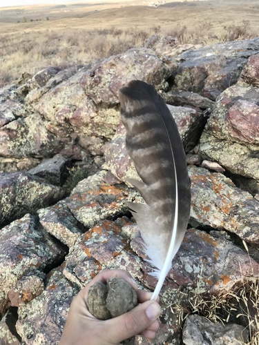 Plume de Aigle des steppes