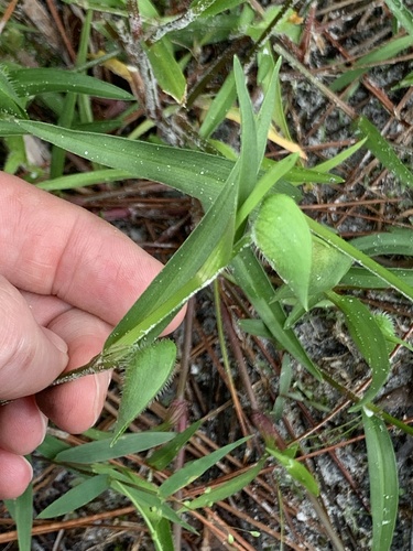 Commelina gambiae (Commelina gambiae)