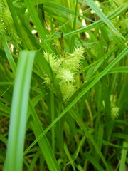 Carex cryptolepis