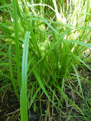 Carex cryptolepis