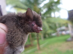 Myotis riparius