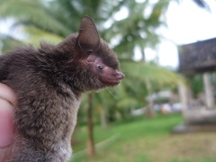 Myotis riparius