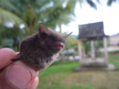 Myotis riparius