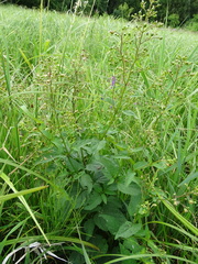 Scrophularia umbrosa