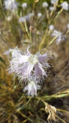 Dianthus broteri