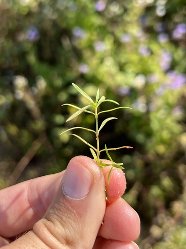 Image of Oldenlandia boscii by (c) Nathan Aaron, some rights reserved (CC BY)