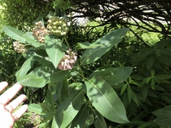 Asclepias syriaca
