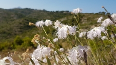 Dianthus broteri