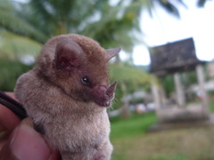 Commissaris's Long-Tongued Bat photo 5