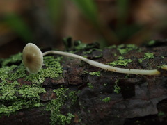 Mycena vitilis