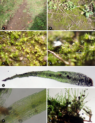 Mossy stonecrop (Ephemerum)