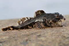 Myoxocephalus