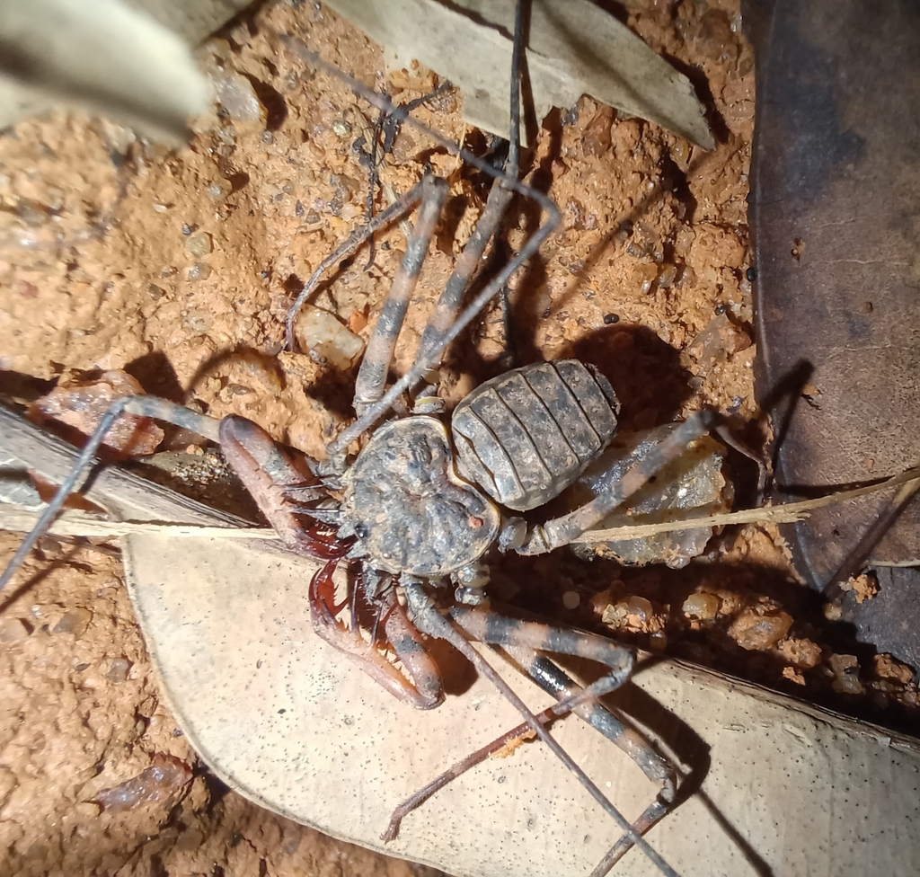 Catageus brevispina