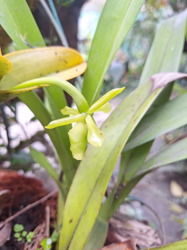 Epidendrum fusagasugaense E.Parra, Hágsater & L.Sánchez