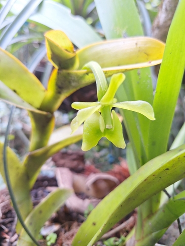 Epidendrum fusagasugaense E.Parra, Hágsater & L.Sánchez 2