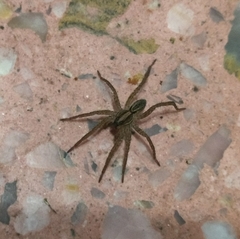 Hogna bivittata