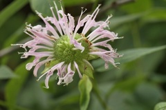Monarda clinopodia