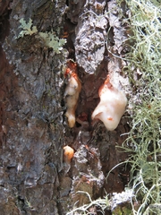 Dendroctonus