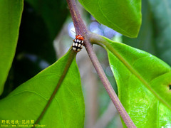 Cryptocephalus luteosignatus
