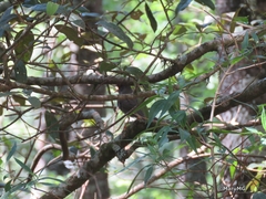 Catharus mexicanus