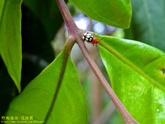 Cryptocephalus luteosignatus