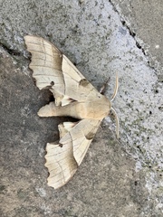 Marumba quercus