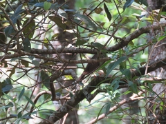 Catharus mexicanus