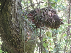 Aporocactus flagelliformis