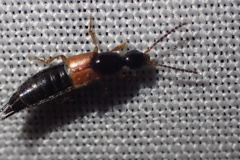 Philonthus rufulus