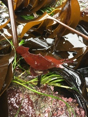 Constantinea simplex