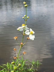Sagittaria