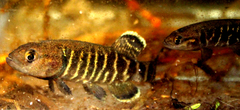 Olympic Mudminnow photo 5