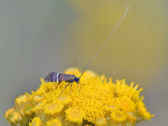 Adela paludicolella