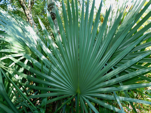 Dwarf Palmetto
