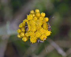 Adela paludicolella